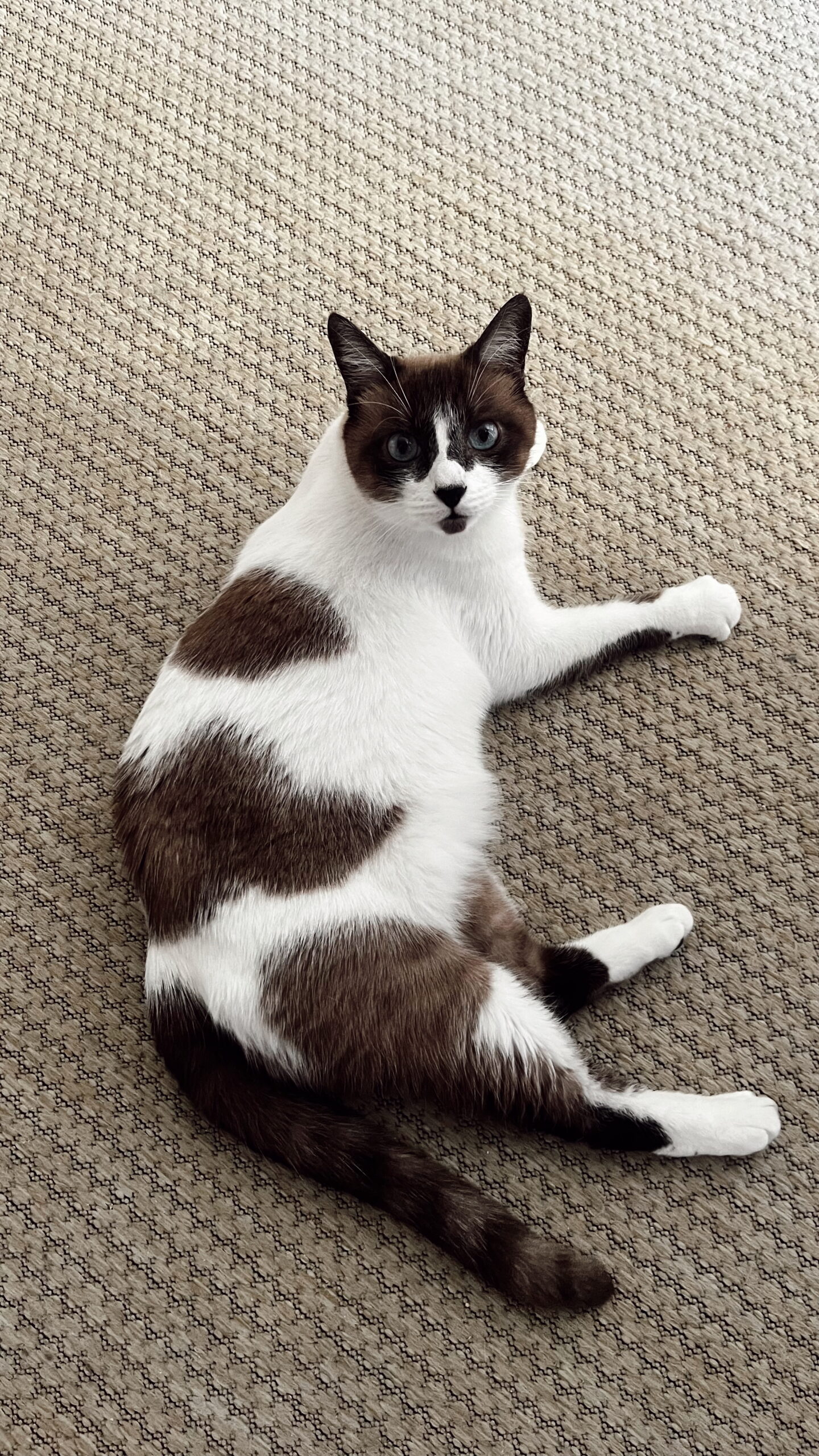 Edited in Tezza with: Vintage